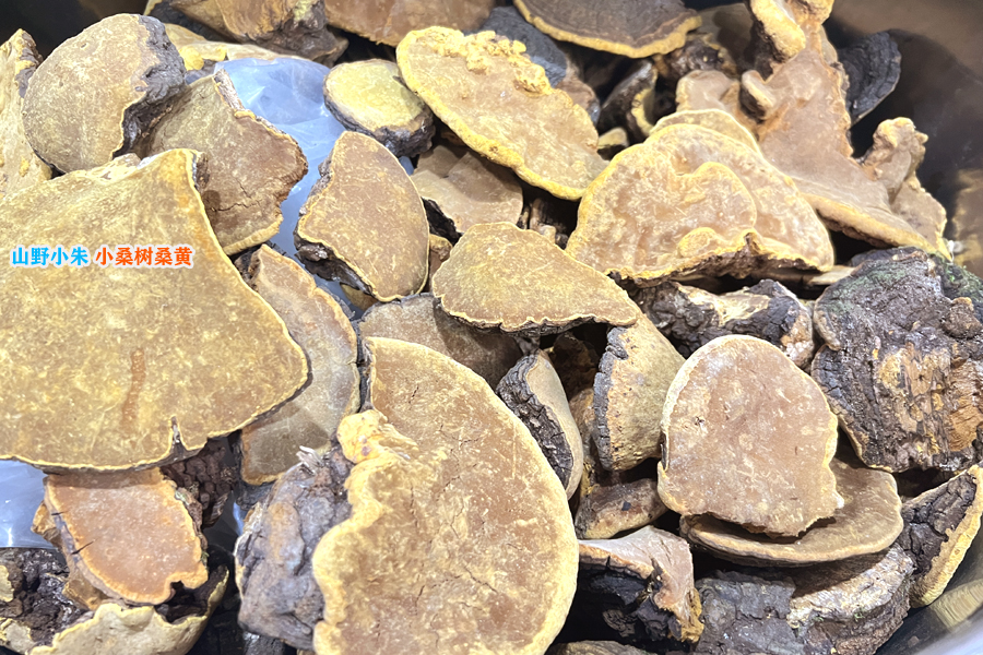 山野小朱小桑樹桑黃圖片 山野小朱小桑樹桑黃圖片